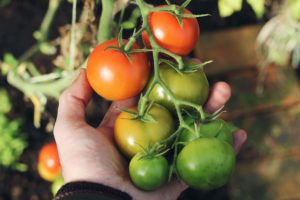 Garden tomatoes- 10 reasons to start a garden today