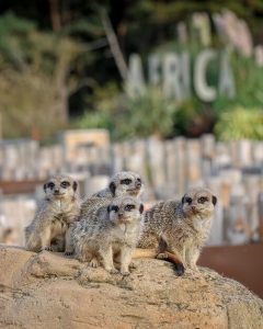 Meerkats at animal sanctuary